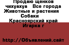 Продаю щенков чихуахуа - Все города Животные и растения » Собаки   . Красноярский край,Игарка г.